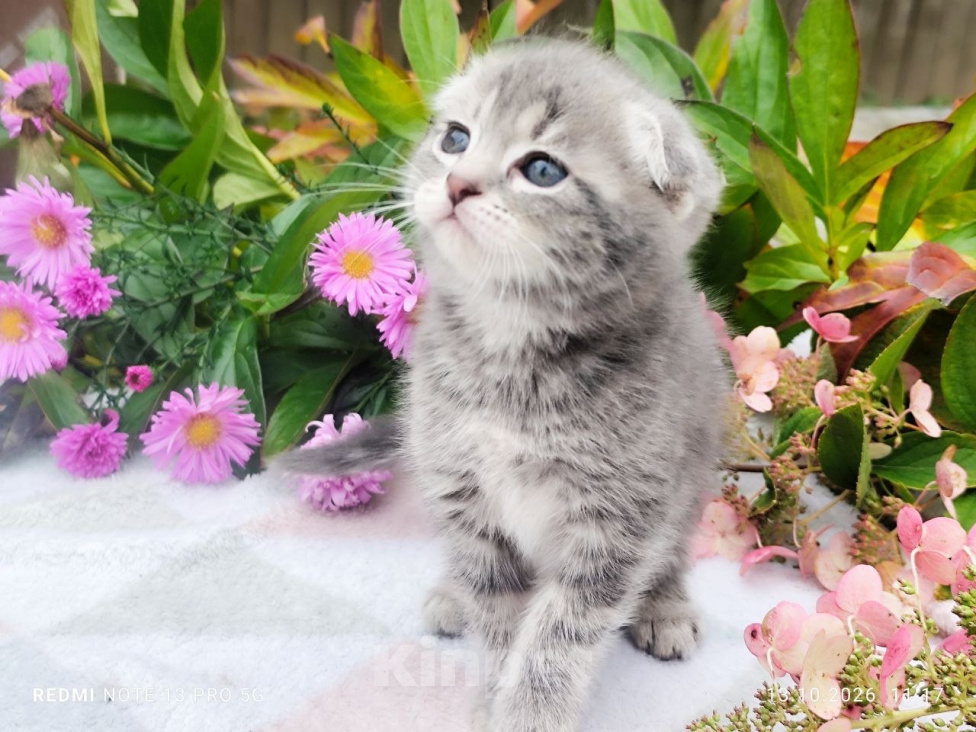 Кошки в Москве: Котенок девочка от домашней кошки, Сибирской породы. Отец вислоухий шотландец. Девочка, 7 000 руб. - фото 1
