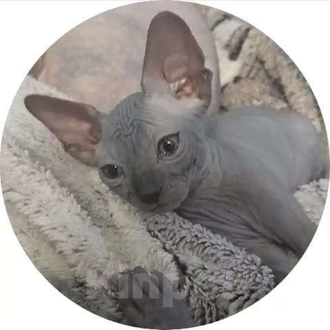 Кошки в Томске: Котик  Мальчик, 6 000 руб. - фото 4