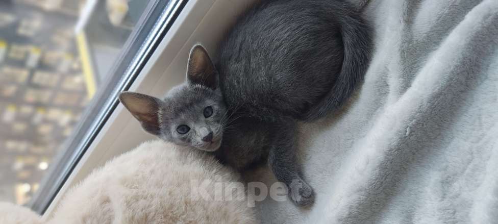 Кошки в Москве: Ориентальная девочка Девочка, 65 000 руб. - фото 6