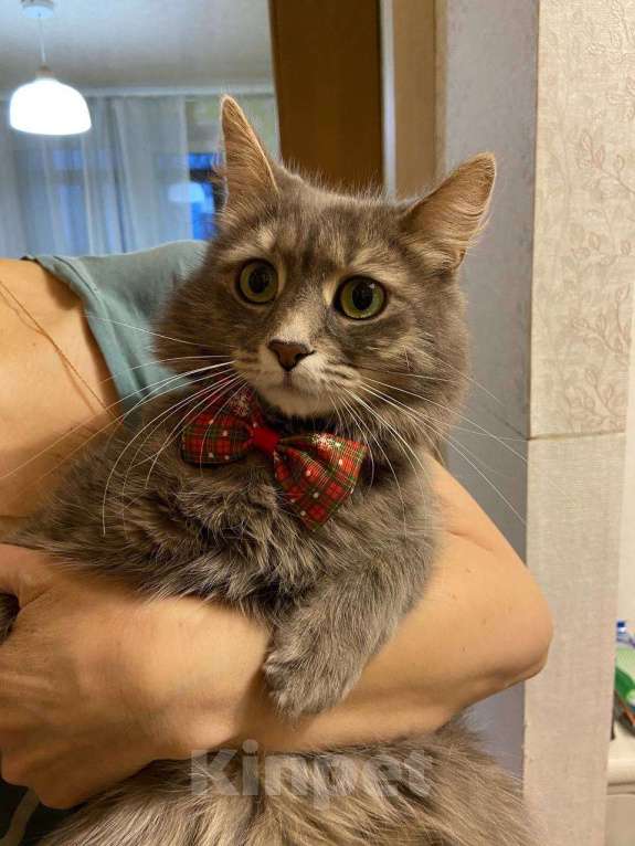 Кошки в Москве: Кошка Шаня в добрые руки  Девочка, Бесплатно - фото 3