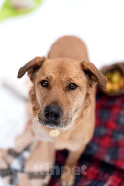 Собаки в Москве: Тома. Сильная девочка палевого окраса Девочка, Бесплатно - фото 2
