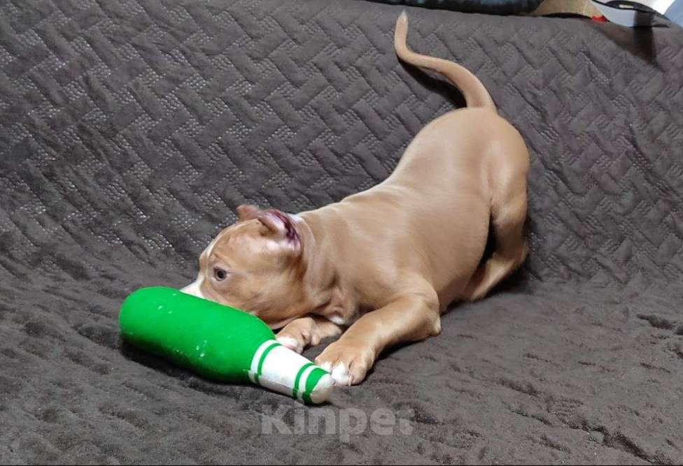 Собаки в Оренбурге: Американский булли, щенок Девочка, Бесплатно - фото 1