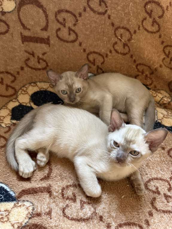 Кошки в Санкт-Петербурге: Бурманский котенок ( шоколад ) Мальчик, 33 000 руб. - фото 3