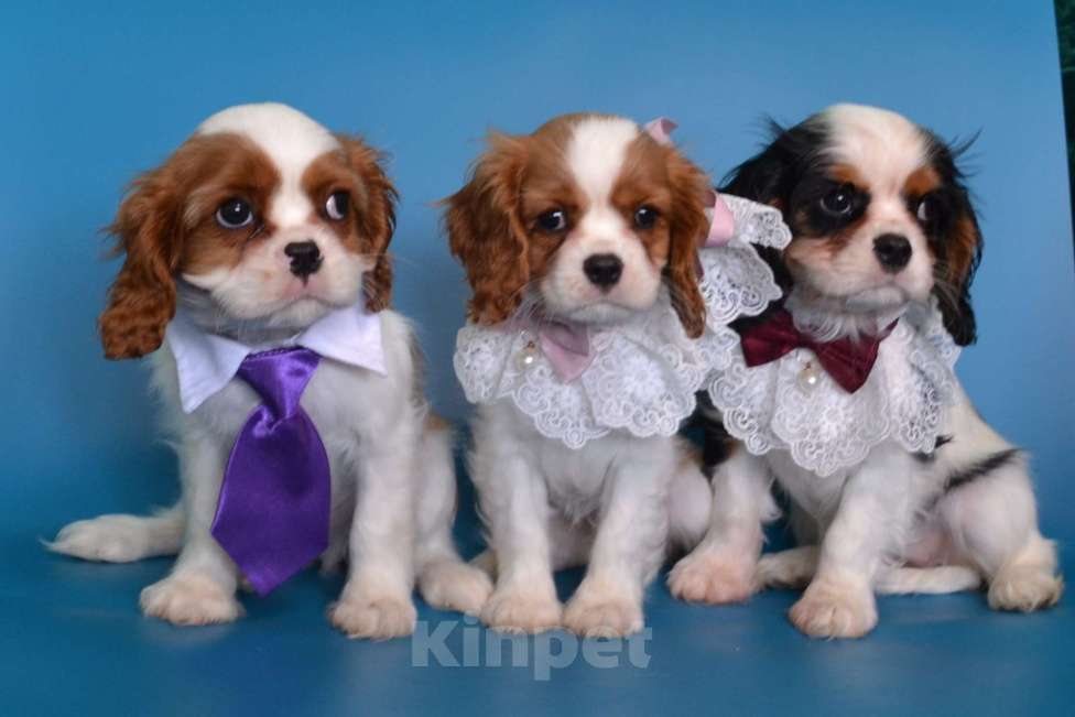 Собаки в Куровском: Мальчик бленхейм Мальчик, 60 000 руб. - фото 4