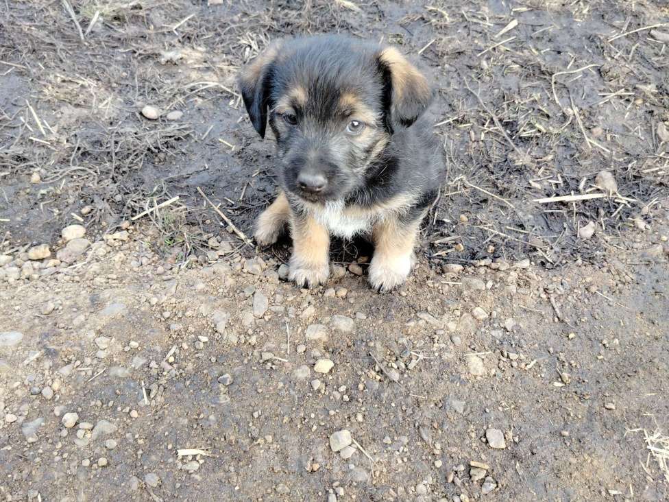 Собаки в других городах Башкортостана: Собака Девочка, Бесплатно - фото 3