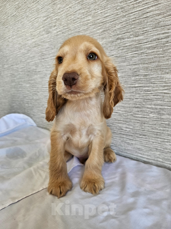 Собаки в Ульяновске: Английский кокер спаниель щенки Мальчик, 35 000 руб. - фото 1