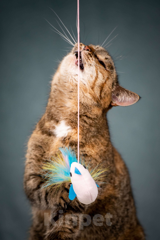 Кошки в Клине: Ласкуша — кошка-обнимашка Девочка, Бесплатно - фото 6