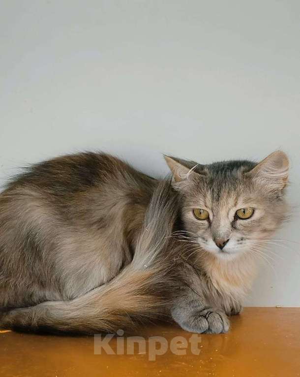 Кошки в Москве: Котенок Стеша ищет дом Девочка, Бесплатно - фото 2