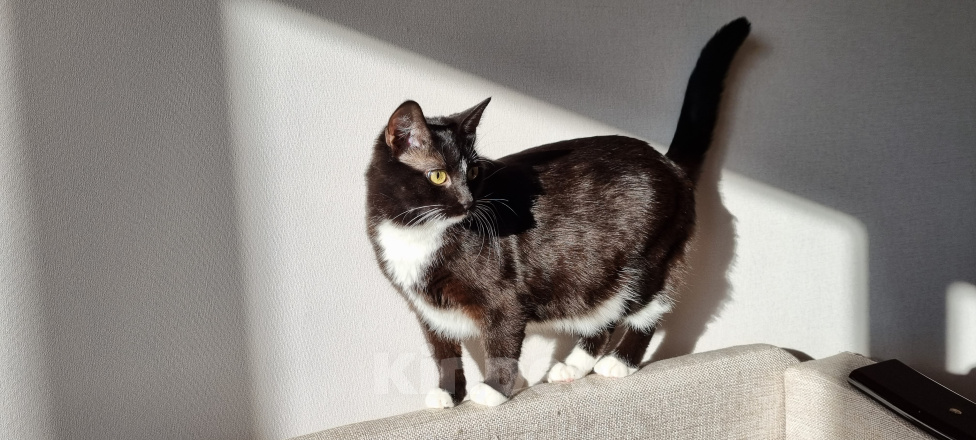 Кошки в Москве: Том и Джерри  Девочка, 7 руб. - фото 6