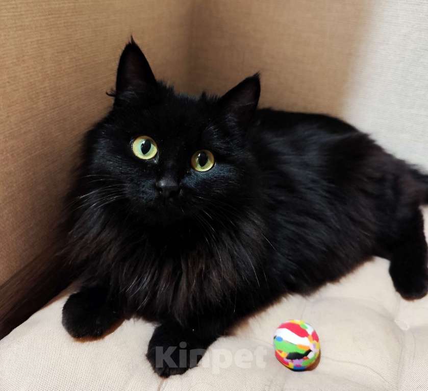 Кошки в Красноярске: В добрые руки новогоднее чудо-кошечку Девочка, Бесплатно - фото 2