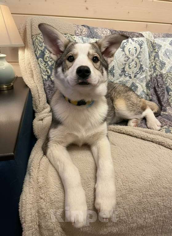 Собаки в Москве: Щенок метиса лайки ищет дом Девочка, Бесплатно - фото 2