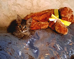 Кошки в Москве: котенок Девочка, Бесплатно - фото 3