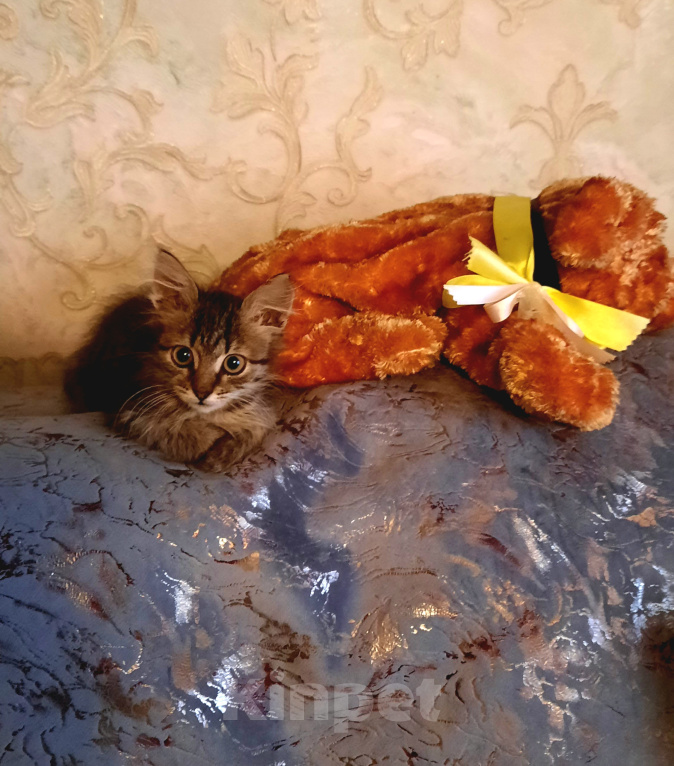 Кошки в Москве: котенок Девочка, Бесплатно - фото 3