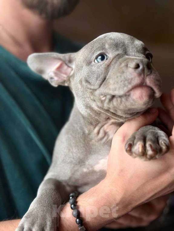 Собаки в Москве: Сэмми Девочка, 135 000 руб. - фото 4