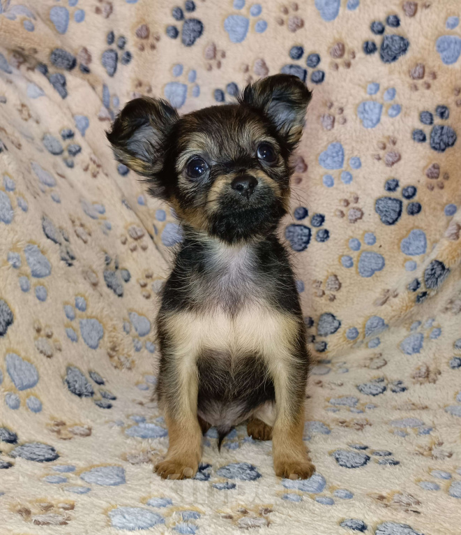 Собаки в Москве: Персей Мальчик, 60 000 руб. - фото 1