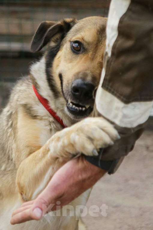 Собаки в Санкт-Петербурге: Добрый, домашний молодой пёс Арчи ищет дом Мальчик, Бесплатно - фото 2