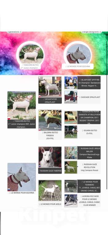 Собаки в Череповце: Предлагаем малышек стандартного бультерьера Мальчик, Бесплатно - фото 7