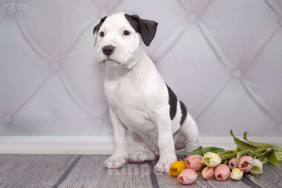 Собаки в Москве: Щенок амстаффа в семью Мальчик, 70 000 руб. - фото 4