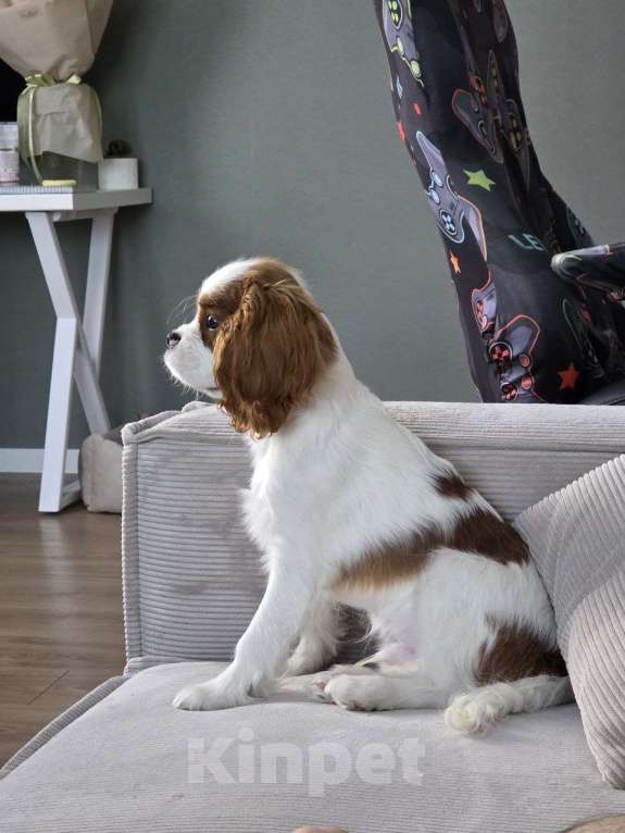 Собаки в Новосибирске: Кавалер кинг-чарльз-спаниель, щенок Мальчик, 70 000 руб. - фото 1