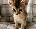 Кошки в Кудымкаре: Абиссинские котята, 50 000 руб. - фото 2