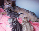 Кошки в Дорогобуже: Яркие мраморные шотландские котята, 13 000 руб. - фото 5