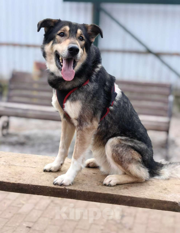 Собаки в Москве: Джек Мальчик, Бесплатно - фото 4