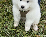 Собаки в Ишиме: Самоед  Мальчик, 25 000 руб. - фото 2