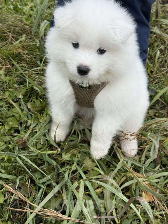 Собаки в Ишиме: Самоед  Мальчик, 25 000 руб. - фото 2