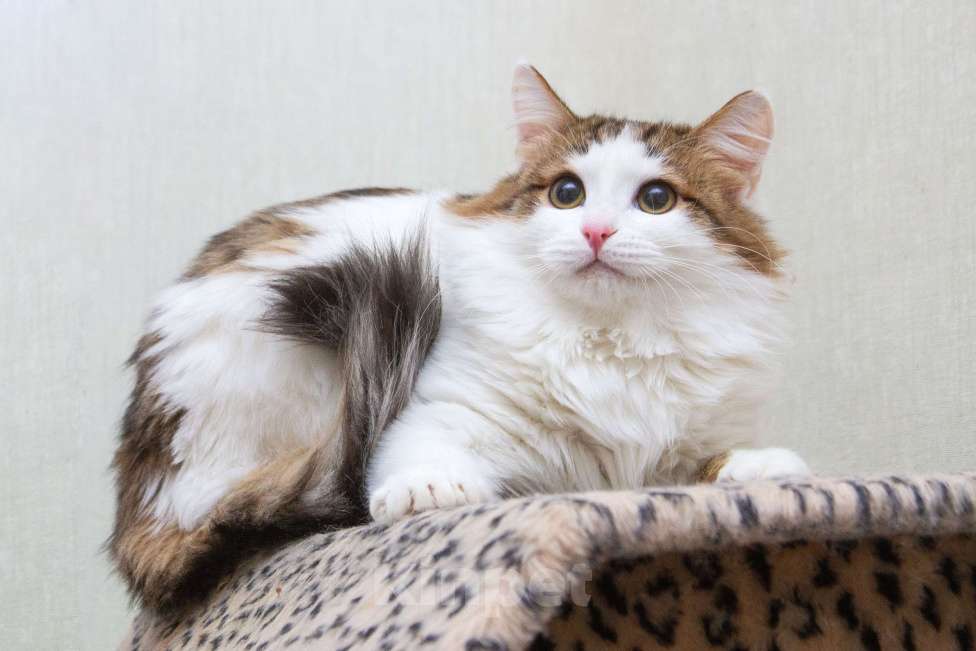 Кошки в Москве: Ждут свои семьи котята – подростки! Разнополые, Бесплатно - фото 4