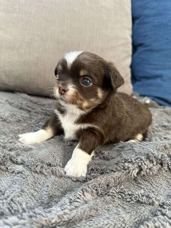 Собаки в других городах Московской области: Мальчик чихуахуа Грегори Мальчик, 60 000 руб. - фото 4