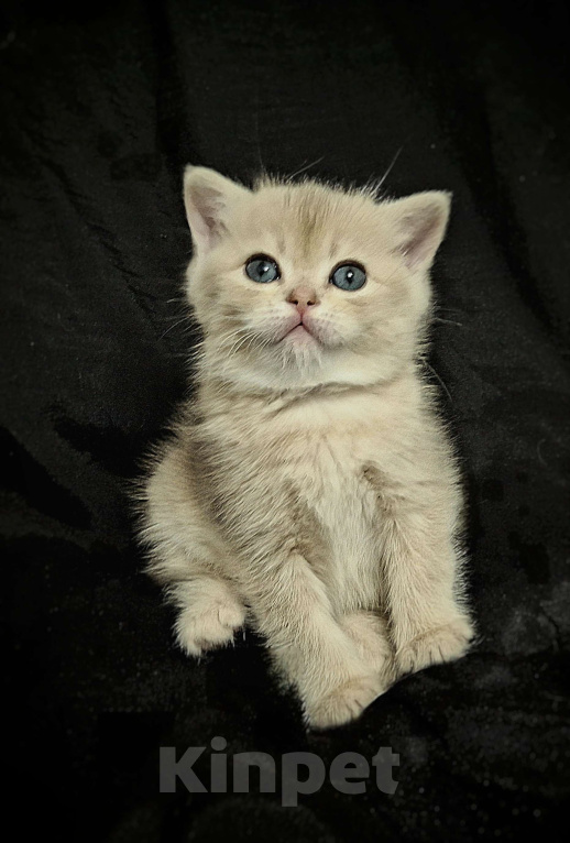 Кошки в Москве: Шотландская кошечка "голубая золотая шиншилла" Девочка, 40 000 руб. - фото 1