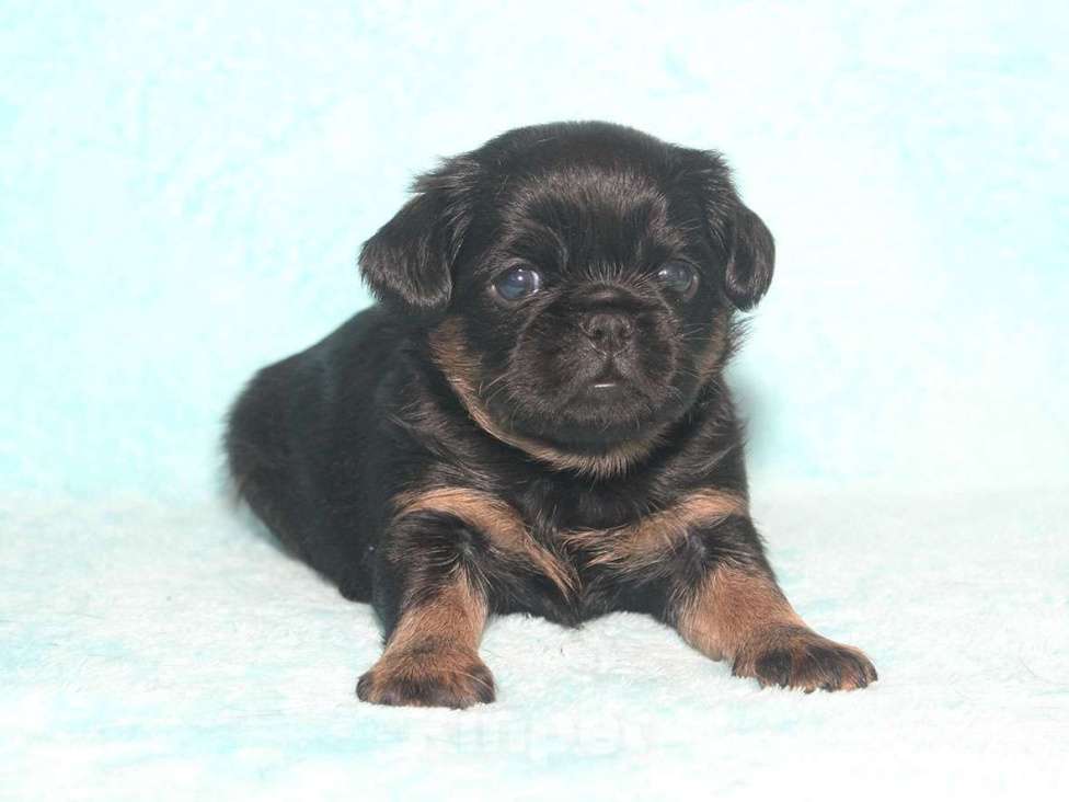 Собаки в Санкт-Петербурге: Маленькая принцесса Девочка, 80 000 руб. - фото 4