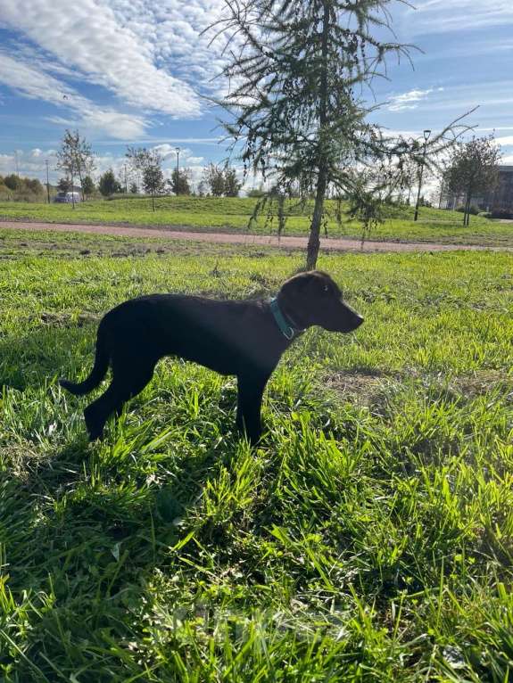 Собаки в Казани: СРОЧНО щенок в добрые руки Девочка, Бесплатно - фото 6