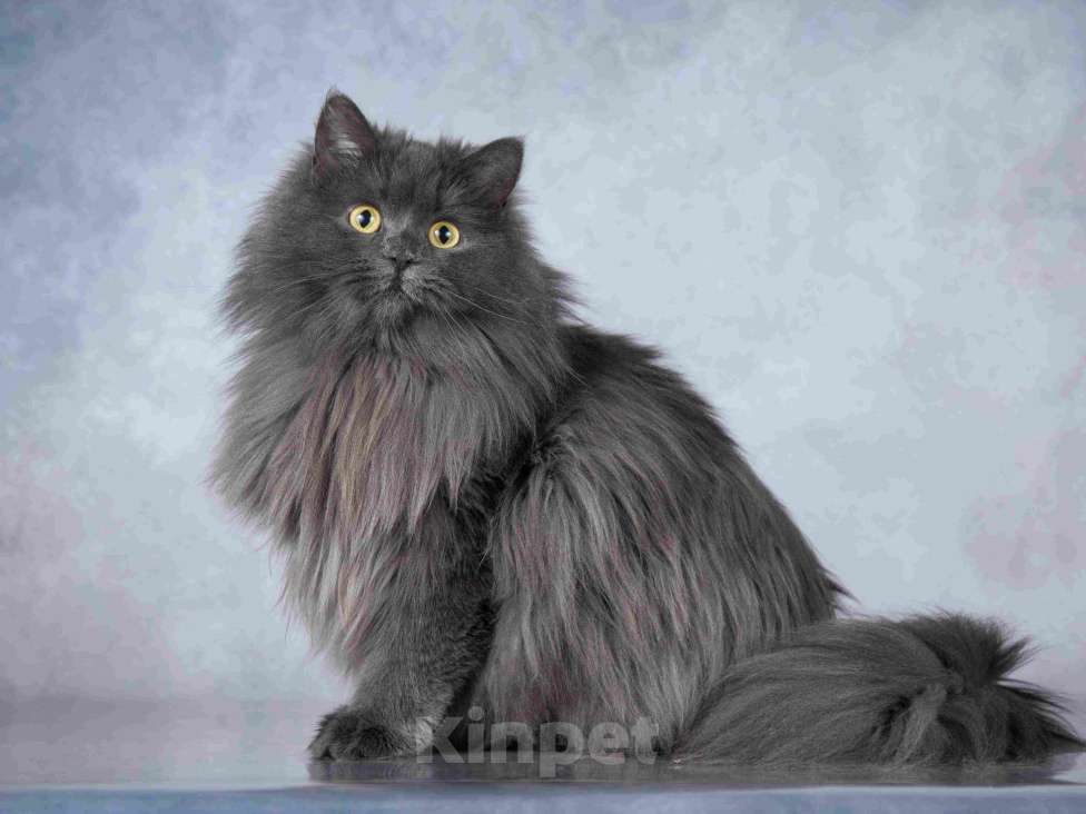 Кошки в Москве: Нежная ласковая кошечка Котюня Девочка, Бесплатно - фото 1