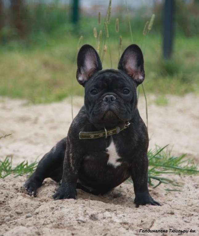 Собаки в Москве: Щенок французского бульдога Тюильри Девочка, 80 000 руб. - фото 2
