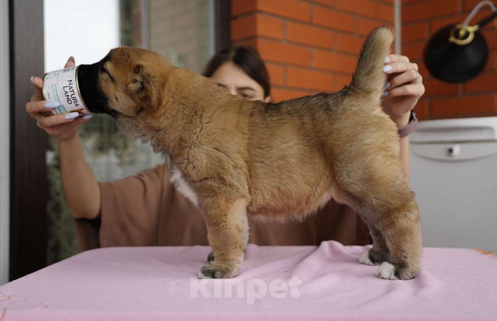 Собаки в Казани: Щенки САО Девочка, 50 000 руб. - фото 6