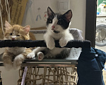 Кошки в Краснодаре: Черно-белый котик Мальчик, Бесплатно - фото 4