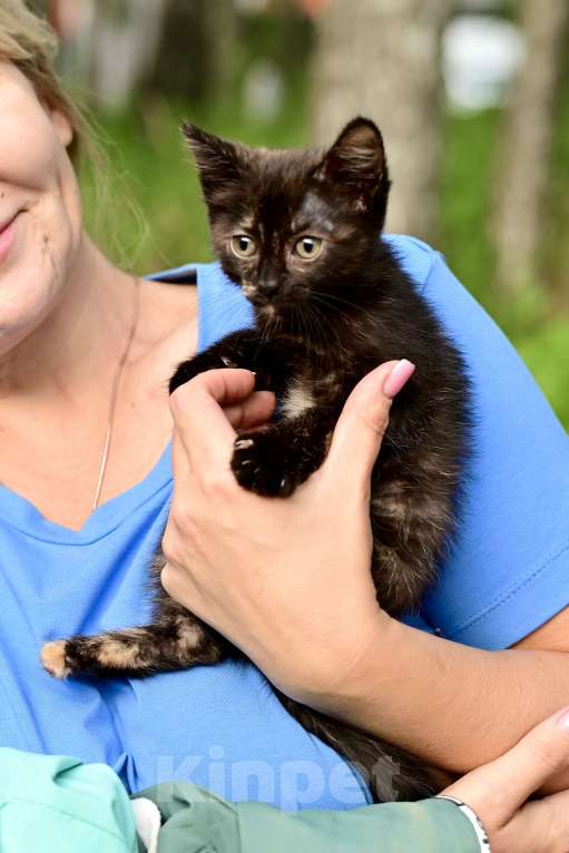 Кошки в Красногорске: Необыкновенная кошечка Мия 2 месяца ждет родителей  Девочка, Бесплатно - фото 4