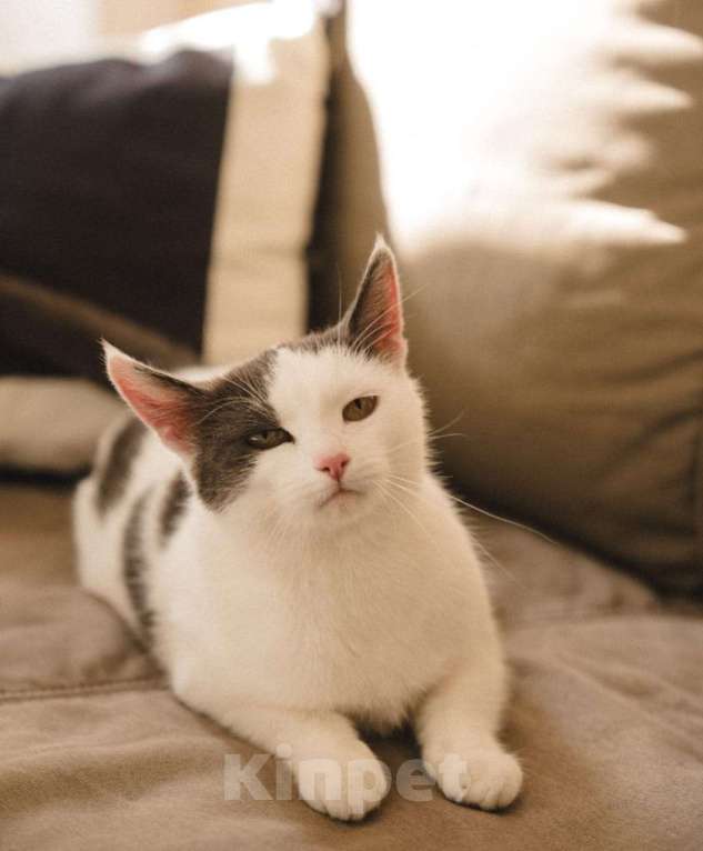 Кошки в Москве: Ариша замечательная кошечка и ей нужен дом! Девочка, Бесплатно - фото 1