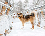 Собаки в Москве: Ищет дом Тим - верный друг и надежный товарищ. Мальчик, Бесплатно - фото 5