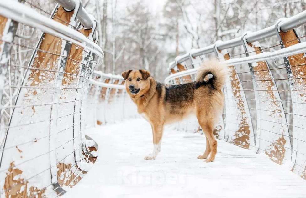 Собаки в Москве: Ищет дом Тим - верный друг и надежный товарищ. Мальчик, Бесплатно - фото 5