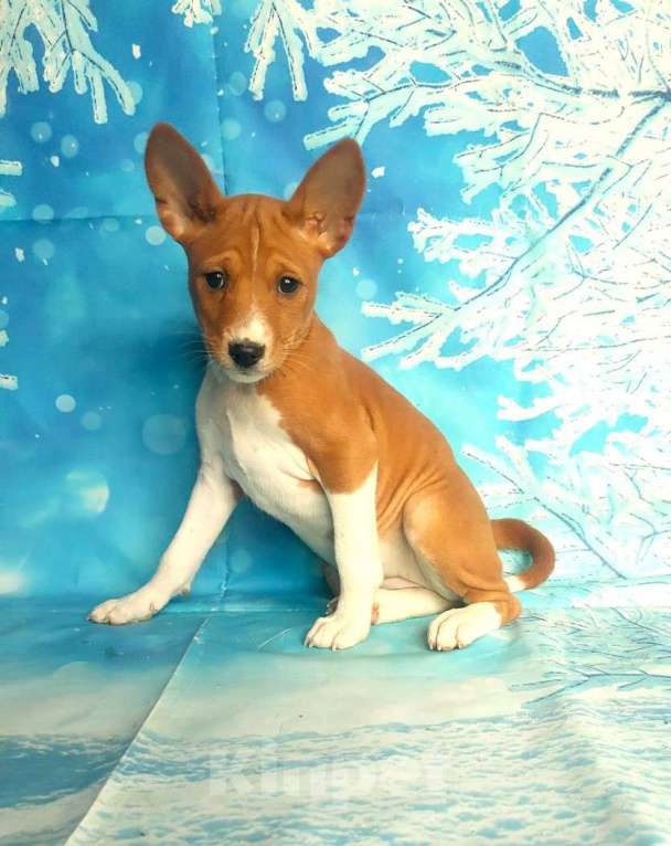 Собаки в Красноармейске: Щенки басенджи  Мальчик, 40 000 руб. - фото 5