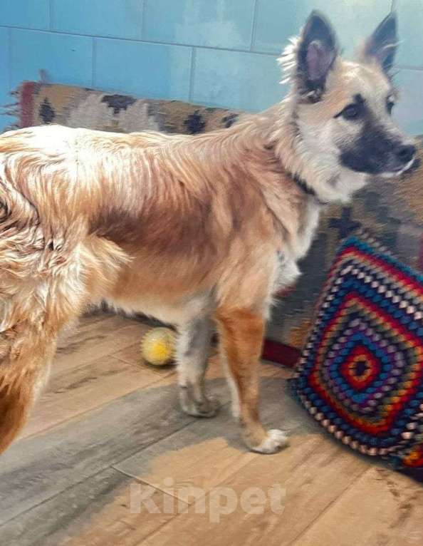 Собаки в Апрелевке: Собачий подросток, умничка и добряк Митька, 11 мес.  - в добрые руки Мальчик, 100 руб. - фото 7