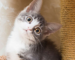 Кошки в Москве: Крохотная девчушка - котенок, 2 месяца Девочка, Бесплатно - фото 2