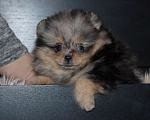 Собаки в Москве: Голубоглазая💎 девочка шпица Девочка, 55 000 руб. - фото 3
