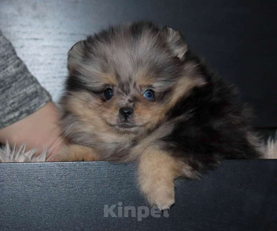 Собаки в Москве: Голубоглазая💎 девочка шпица Девочка, 55 000 руб. - фото 3