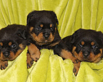 Собаки в Екатеринбурге: Щенки ротвейлера Девочка, 60 000 руб. - фото 1