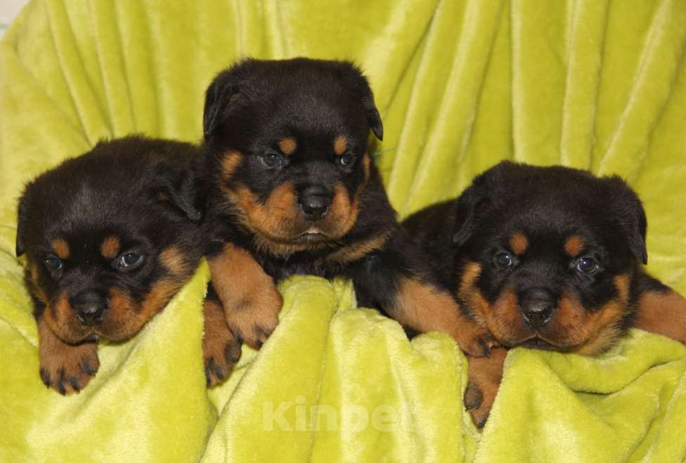 Собаки в Екатеринбурге: Щенки ротвейлера Девочка, 60 000 руб. - фото 1