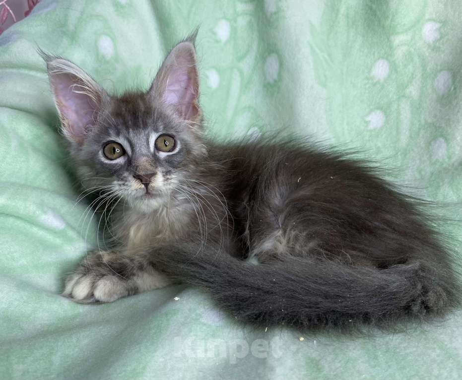 Кошки в Дмитрове: Голубая серебристая мраморная девочка мейн кун Carmie Девочка, Бесплатно - фото 1