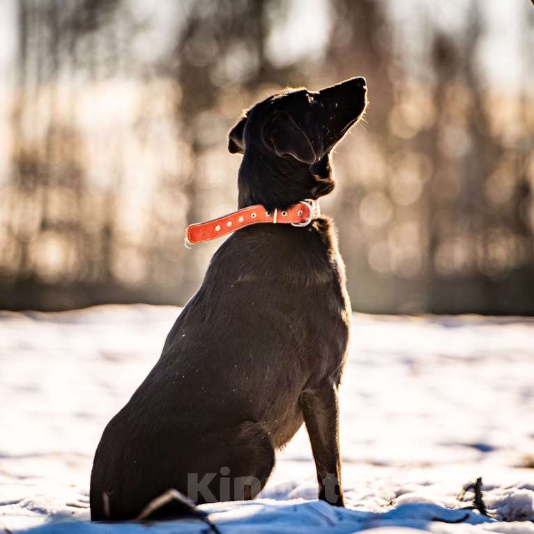 Собаки в Клине: Гуччи — грациозный и задорный пёс Мальчик, Бесплатно - фото 9